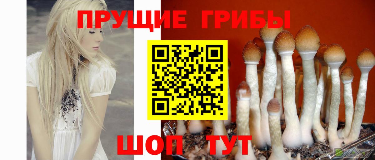 Псилоцибиновые грибы MAGIC MUSHROOMS  цены   Грязи  Вход с VPN 